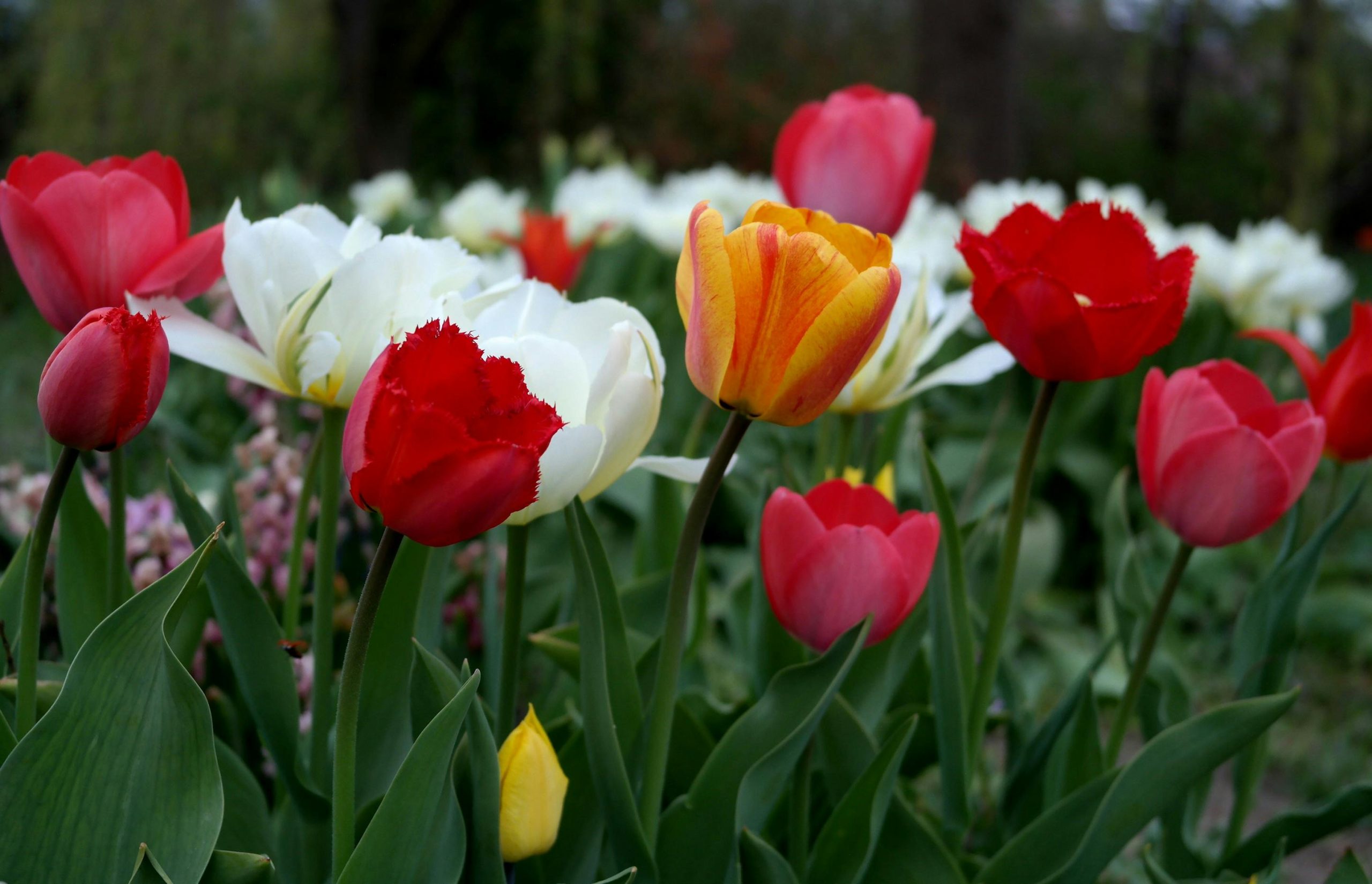 A guide to seeing the most beautiful tulips in the Netherlands